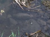 В Сумах рыбак выловил минометную мину