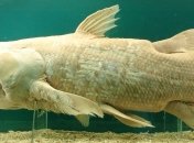 Ученые расшифровали ДНК древней рыбы