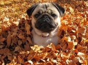 Прогноз погоды в Украине на 29 сентября: переменная облачность, без осадков 