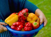 Болгарский перец