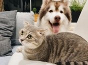 Кошатники рискуют больше всего: ученые выяснили, как животные могут заражать людей коронавирусом