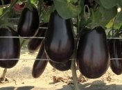 Полезные и вредные свойства баклажана 