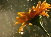 Прогноз погоды в Украине на 12 июня: сохранится тепло, местами дожди и грозы