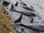 Крушение судна у берегов Маврикия: на берег острова выбросились более десятка дельфинов