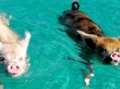 Плавающие свиньи, которые поднимут настроение каждому 