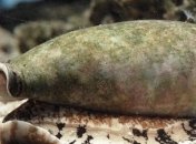 В яде улиток-конусов обнаружено схожее с морфием вещество 