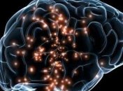 Бельгия получила от Великобритании коллекцию в 3 тыс. образцов мозга человека