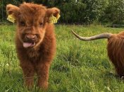 Очаровательные телята, которые заставят улыбнуться даже тех, кому сейчас грустно