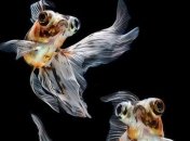 Плавники и грация: фантастические снимки бойцовых рыб (Фото)