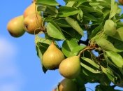 Чим підгодувати яблуні та груші у серпні