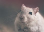 Исследователи засняли необычное поведение мышей на МКС