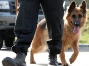 Военное положение в Одессе: блокпосты усилили кинологами