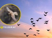 Некоторые птицы учатся жить в городах