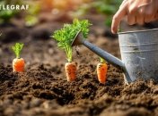 Перед тим, як садити моркву, варто знати деякі правила  (зображення створено за допомогою ШІ)