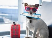 До виїзду з тваринами з України потрібно ретельно підготуватися