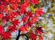 22 сентября (ранее 5 октября) чтут память мучеников Иона и Фоки