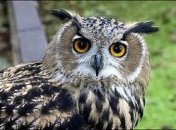 Слабовидящих детей лечит филин