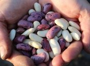 Свойства и польза фасоли для здоровья