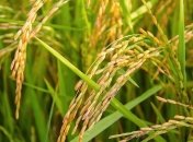 Безопасная культура: ГМО-сорт "золотой рис" одобрили для питания