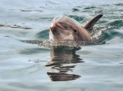 "Лови его" - в Сети приняли обед дельфинов за роды