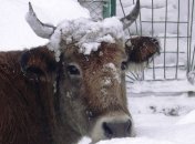 В Сумской области перевернулся грузовик почти с 40 коровами