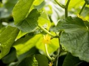 Огіркам потрібні поживні речовини