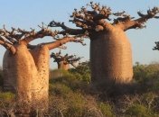 Глобальное потепление: ученые заявили о вымирании старейших деревьев баобабов