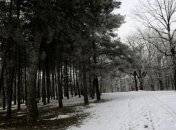 Государству вернули почти 9 га леса, принадлежавшего Януковичу