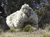 Умерла самая известная овца-рекордсменка (Фото)