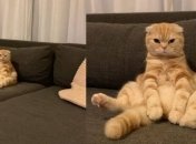 "Может я Бог?": коты, которые что хотят, то и делают