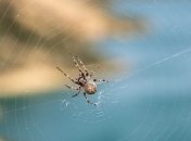 Ученые определили для чего тарантулам боковые глаза