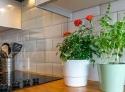 Растения, которые "выживут" на кухне: обязательно купите парочку и себе