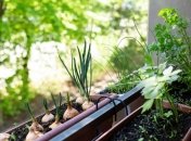 Проще всего на подоконнике выращивать свежую зелень