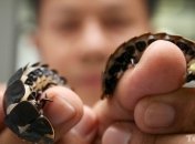 Нидерландские ученые хотят кормить народ насекомыми