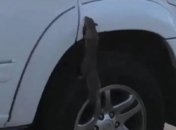 Мама с дочкой засекли белку, которая ела их автомобиль (Видео)