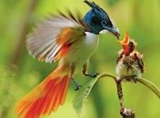 Птицы способны передавать информацию, составляя простые предложения 