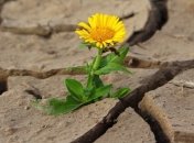 Человечеству понадобилось 265 лет для уничтожения почти 600 видов растений 