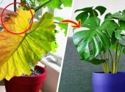 Советы, которые помогут спасти ваши растения