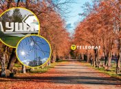 У Луцьку розцвіла сакура