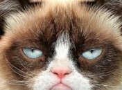 В Киеве задержали рейс в Анкару из-за кота