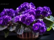 Фиалка завоевала любовь цветоводов