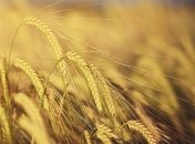 День Пахома Теплого: приметы и обряды на 28 мая