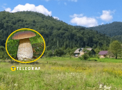 На Львівщині знайшли гігантський білий гриб
