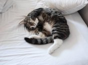 Наблюдать за спящими питомцами — одно удовольствие