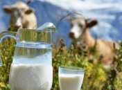 В Украине растет производство молока