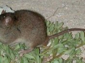 Появились первые жертвы глобального потепления