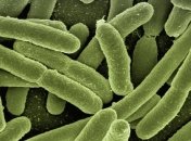 Безотходный синтез биомассы: кишечную палочку посадили на диету из углекислого газа