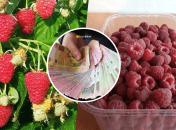 Продаж малини