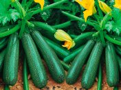 Кабачки — одна из самых простых в выращивании культур