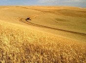 Що зберуть українські аграрії в 2020 році